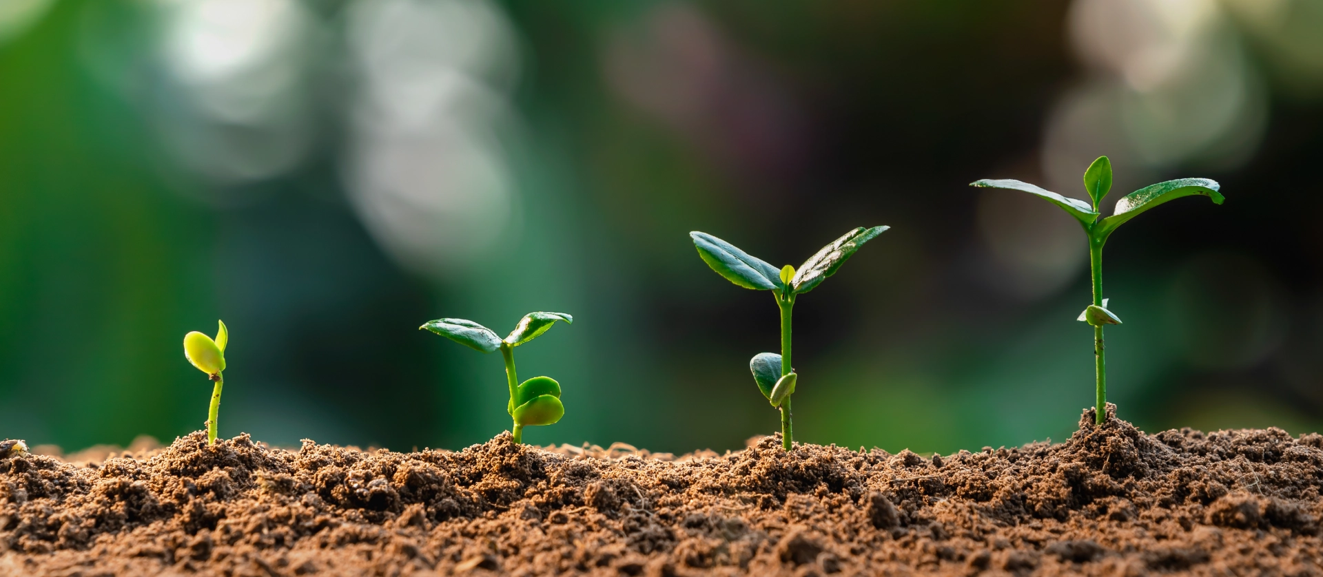 Yılkanur Tarım: Innovative and Sustainable Grain Solutions