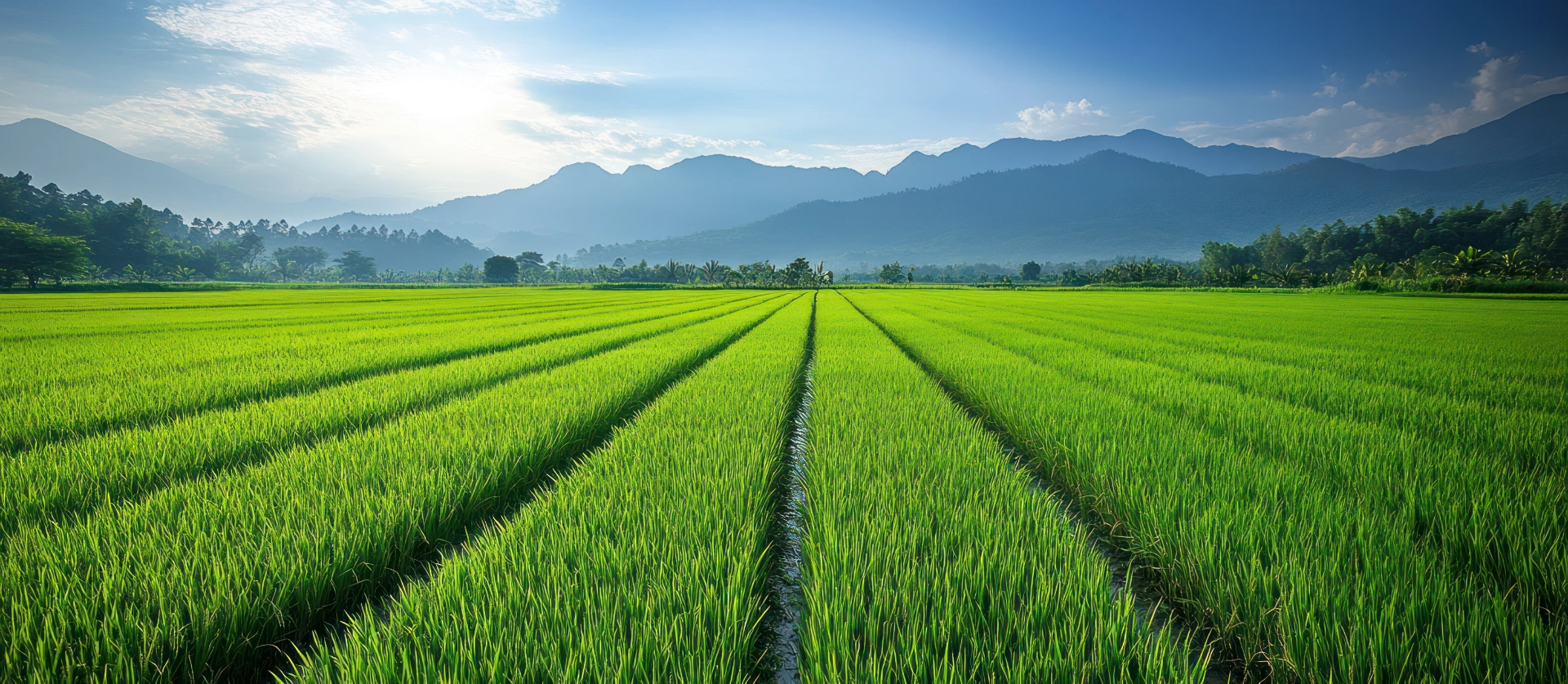 Yılkanur Tarım: Innovative and Sustainable Grain Solutions